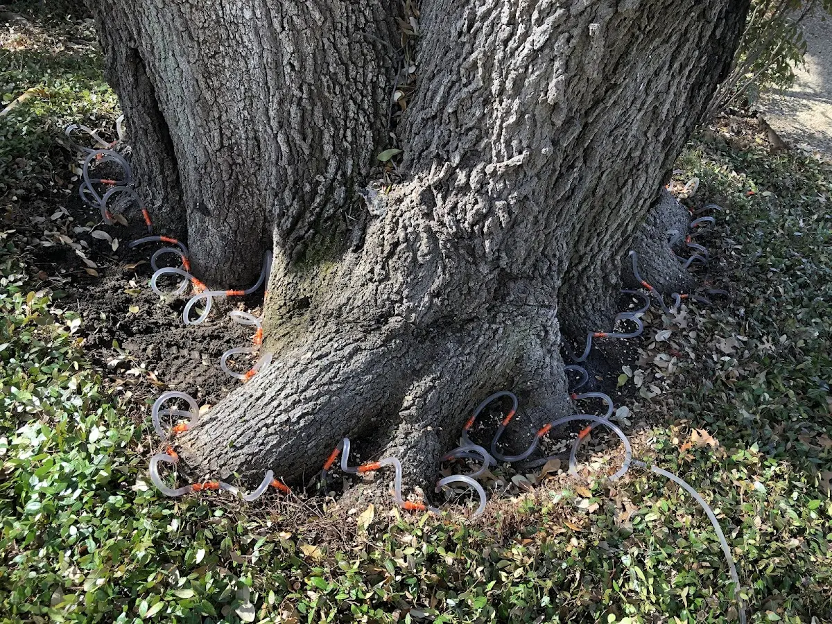 Detailed Tree Cabling and Bracing job site in Shade Gap