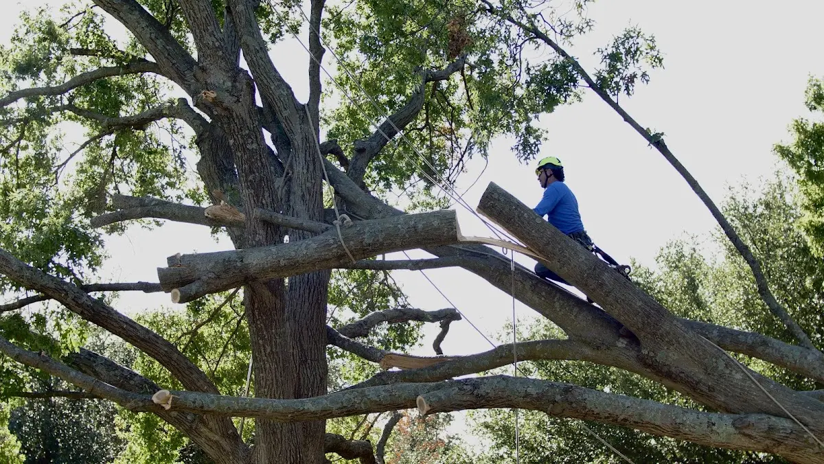 Professional Crown Thinning performed by certified arborists in Shade Gap