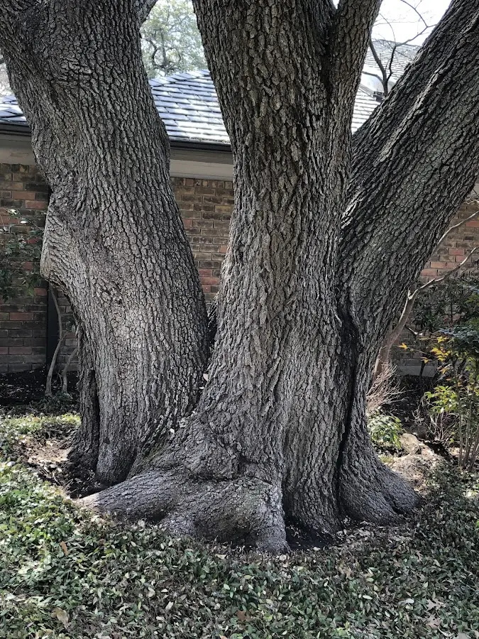 Mature heritage tree close to a Shade Gap property cared for by certified arborists